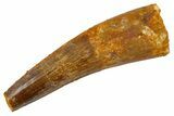 Fossil Spinosaurus Tooth - Real Dinosaur Tooth #305673-1